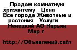 Продам комнатную хризантему › Цена ­ 250 - Все города Животные и растения » Услуги   . Ненецкий АО,Нарьян-Мар г.